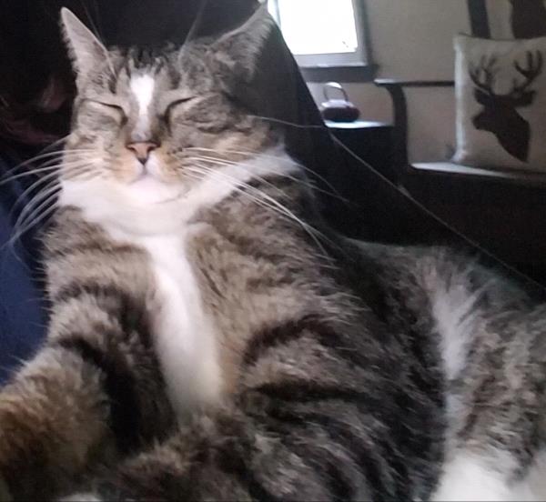 /Images/uploads/Humane Society of Lackawanna County/LoveYourPet/entries/9630thumb.jpg